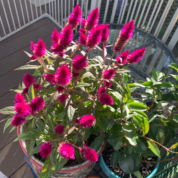 Meet your Posher, Laureen - Picture 3 of 6